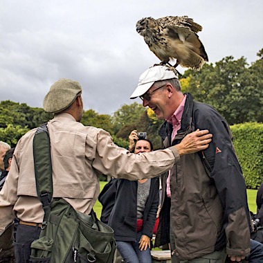 dunrobin falconry display